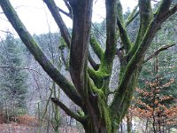 6  Saverne LE WASSERWALD 05 03 2017 49